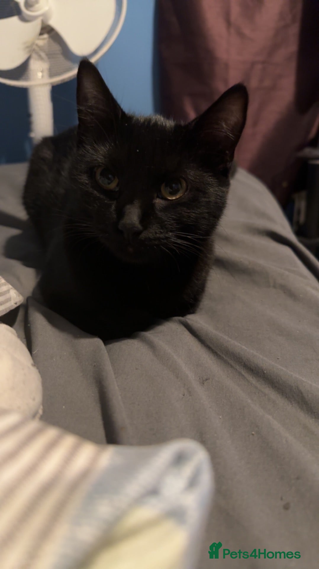 Mixed Breed cats  **  female black cat  - Advert 2