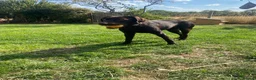 Labrador Retriever dogs for sale: Stunning chocolate working lab  - Advert 4