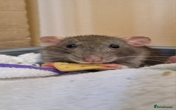 Rat rodents for sale: Female rat needing new friends  - Advert 2