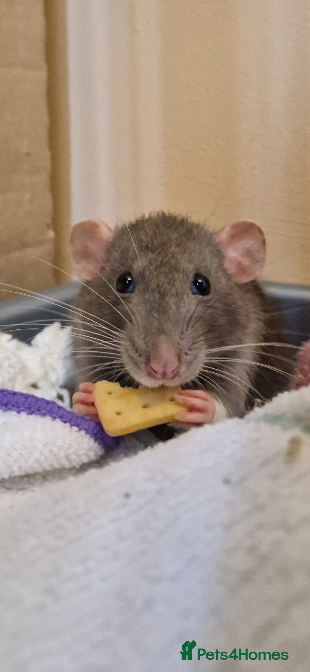 Rat rodents for sale: Female rat needing new friends  - Advert 2