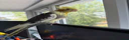 Cockatiels birds for sale: Hand-reared Male Pied Cockatiel  in Buckingham - Advert 2