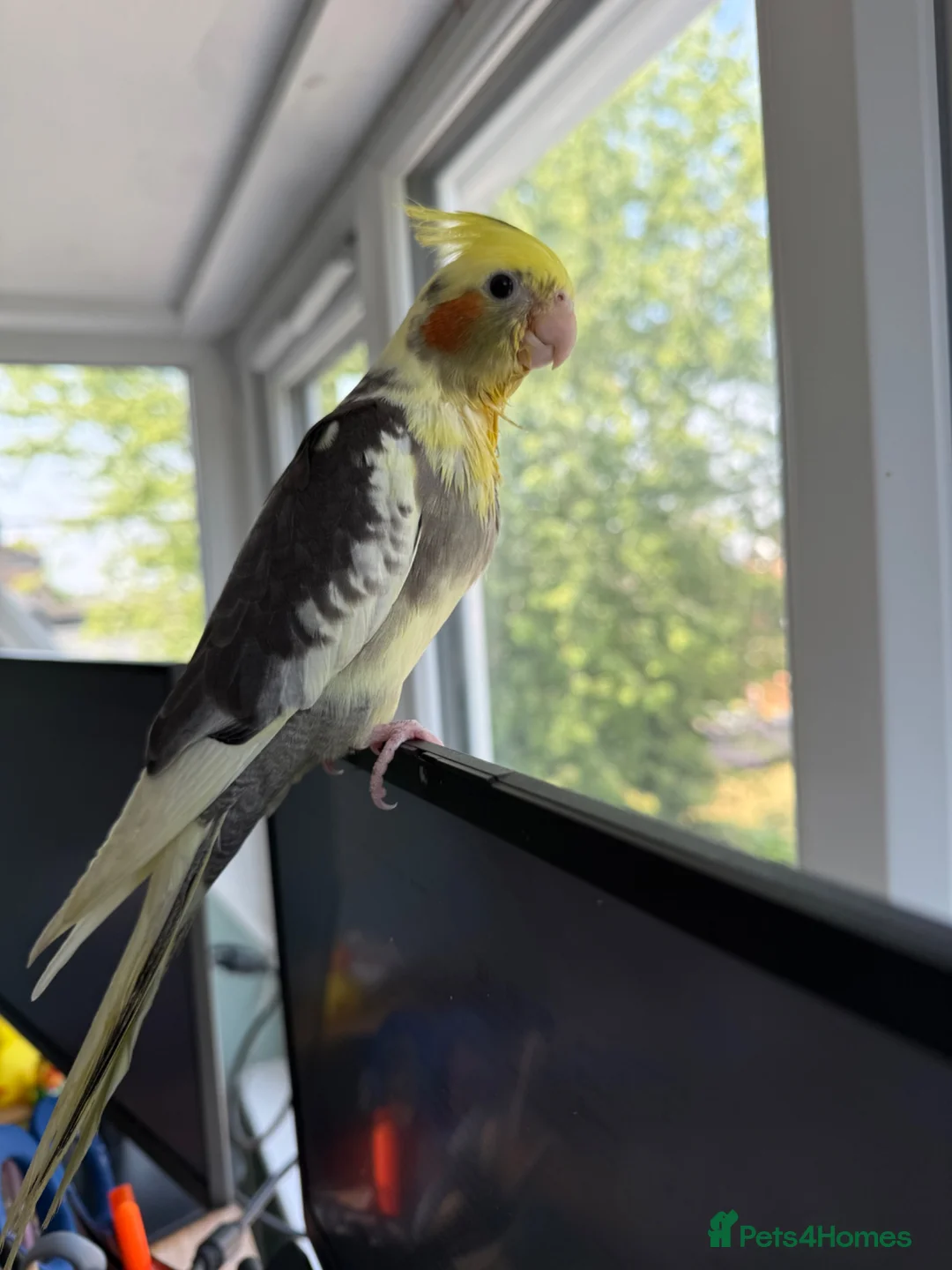 Cockatiels birds for sale: Hand-reared Male Pied Cockatiel  in Buckingham - Advert 2