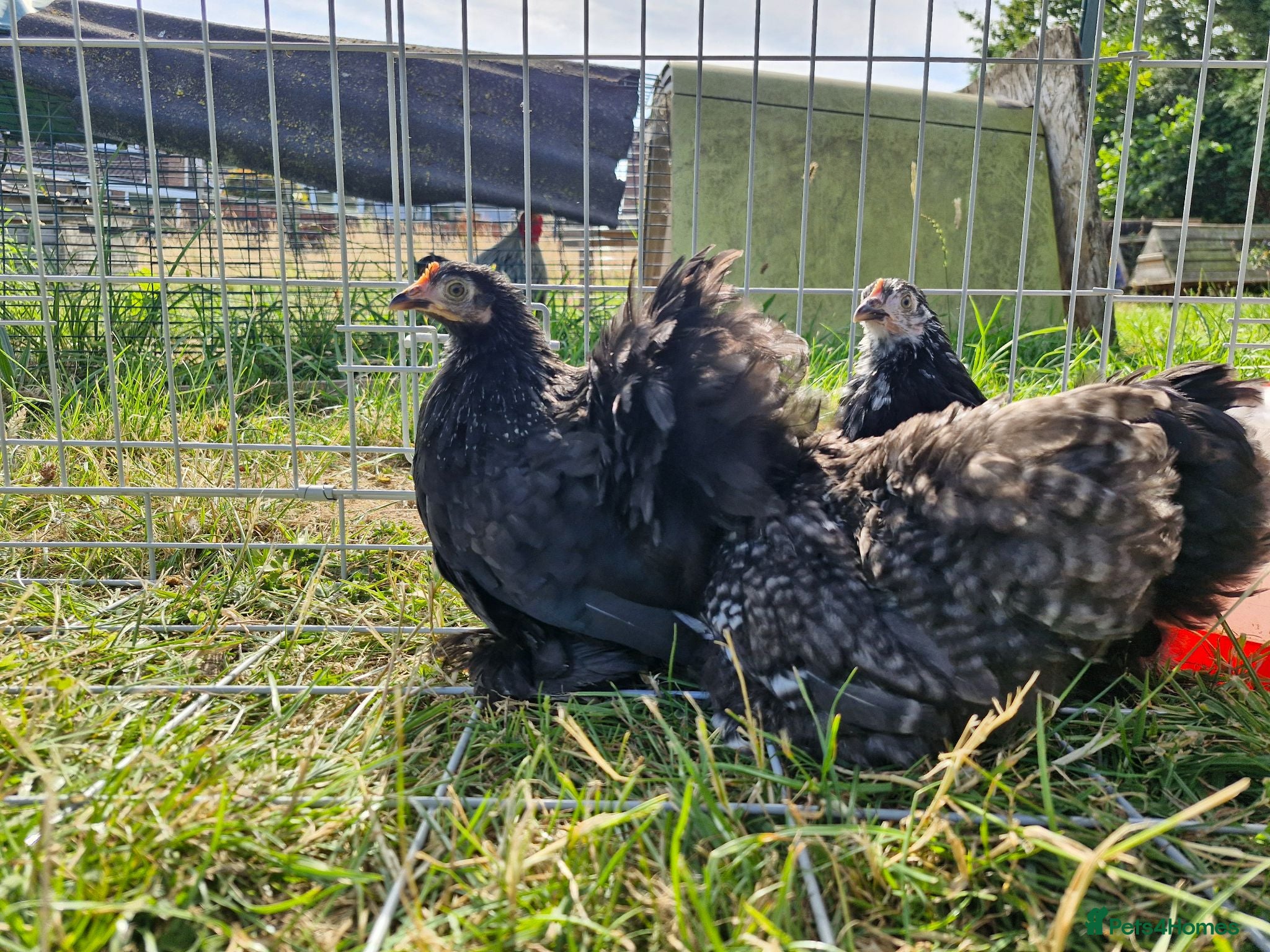 Chickens poultry mixed colour pekin bantams - Advert 19