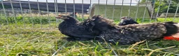 Chickens poultry for sale: mixed colour pekin bantams - Advert 2