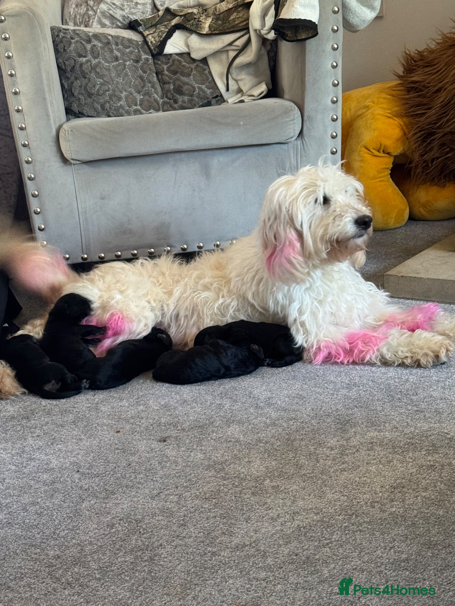 Mixed Breed dogs Minute labradoodle x cocker spaniel  - Advert 1