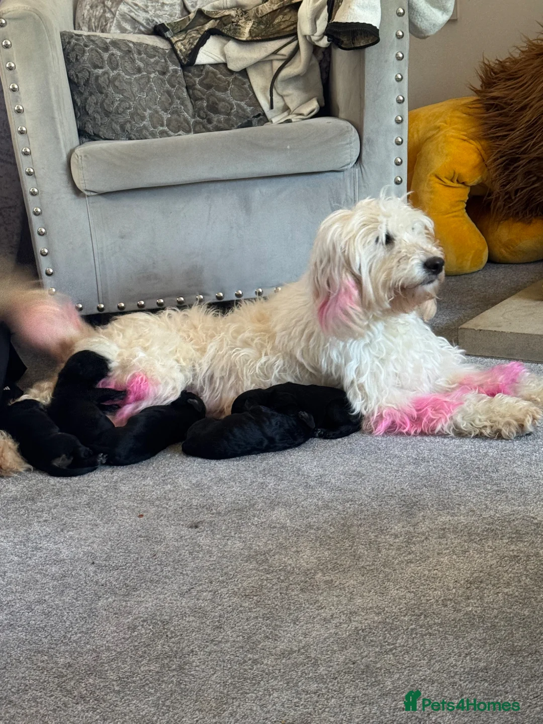 Mixed Breed dogs for sale: Beautiful Miniature  labradoodle x cocker spaniel  - Advert 2