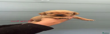Red collar