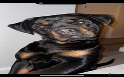 Rottweiler dogs for sale: 18 month old male Rottweiler  - Advert 2