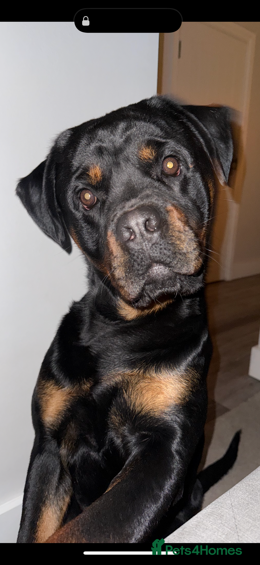 Rottweiler dogs for sale: 18 month old male Rottweiler  - Advert 2