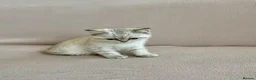 British Shorthair cats for sale: 🐾 Purebred Golden BSH kittens 🐾  in Leeds - Advert 6
