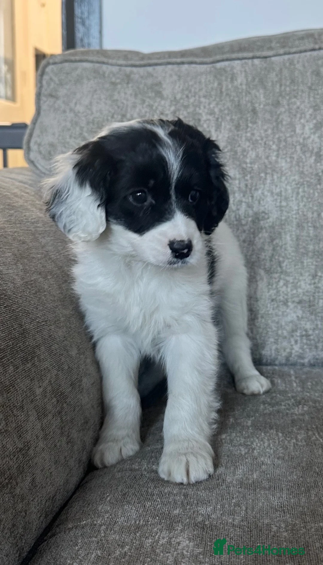 Cavapoo dogs for sale: Stunning Cavapoos  - Advert 16