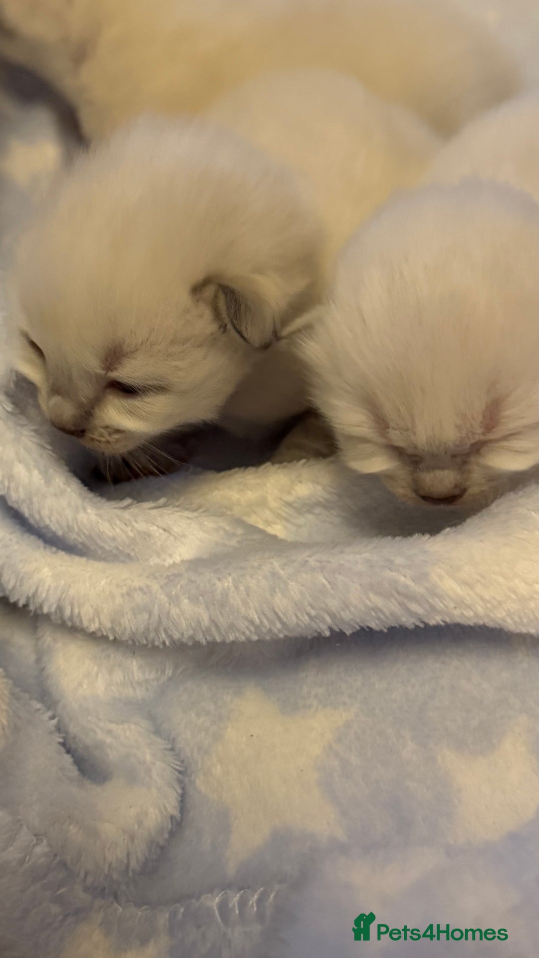 Ragdoll cats for sale: Stunning Blue Colourpoint Mitted Ragdoll kittens - Image 7