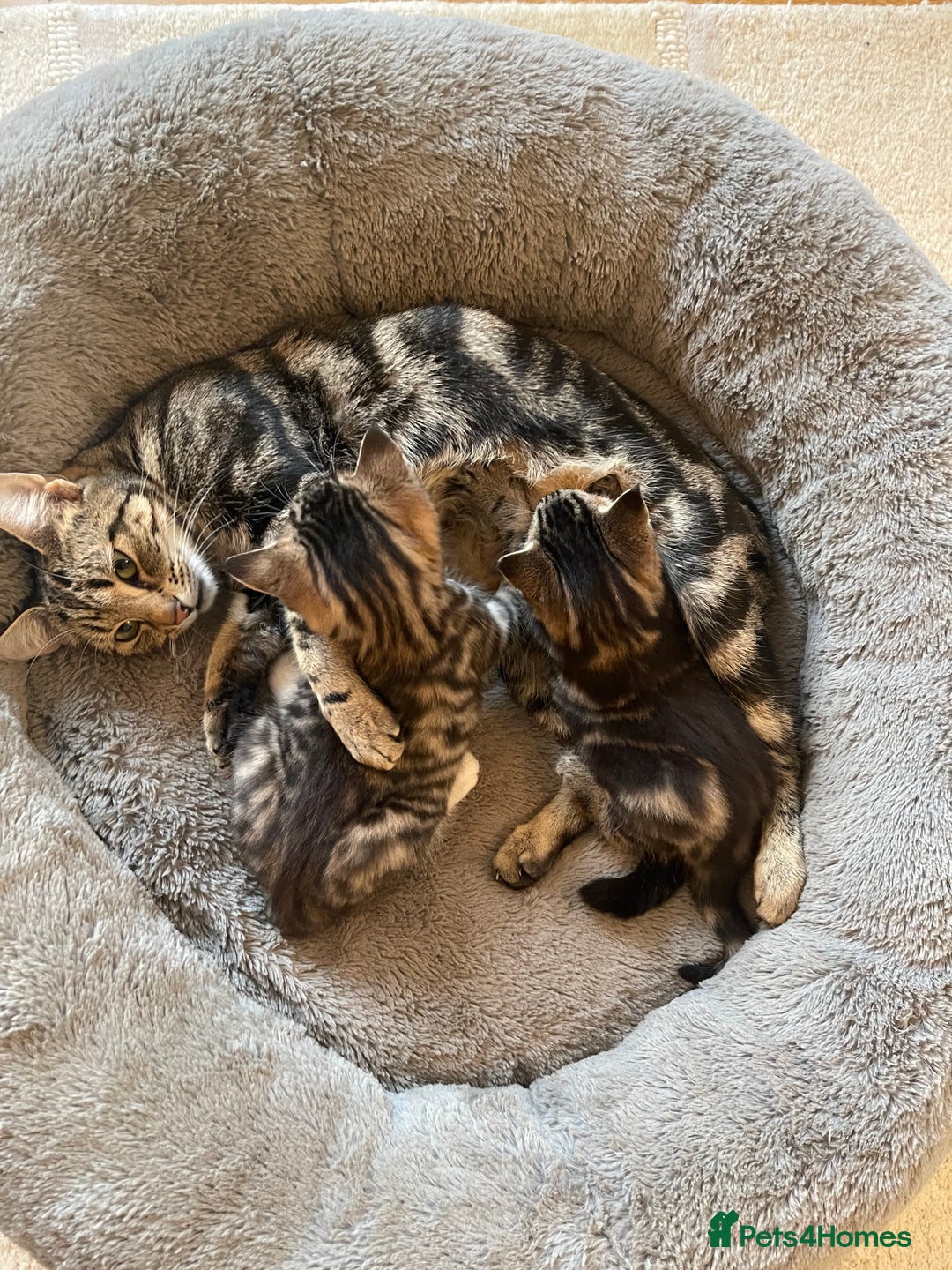 Mixed Breed cats for sale: Gorgeous tabby kittens - Advert 18