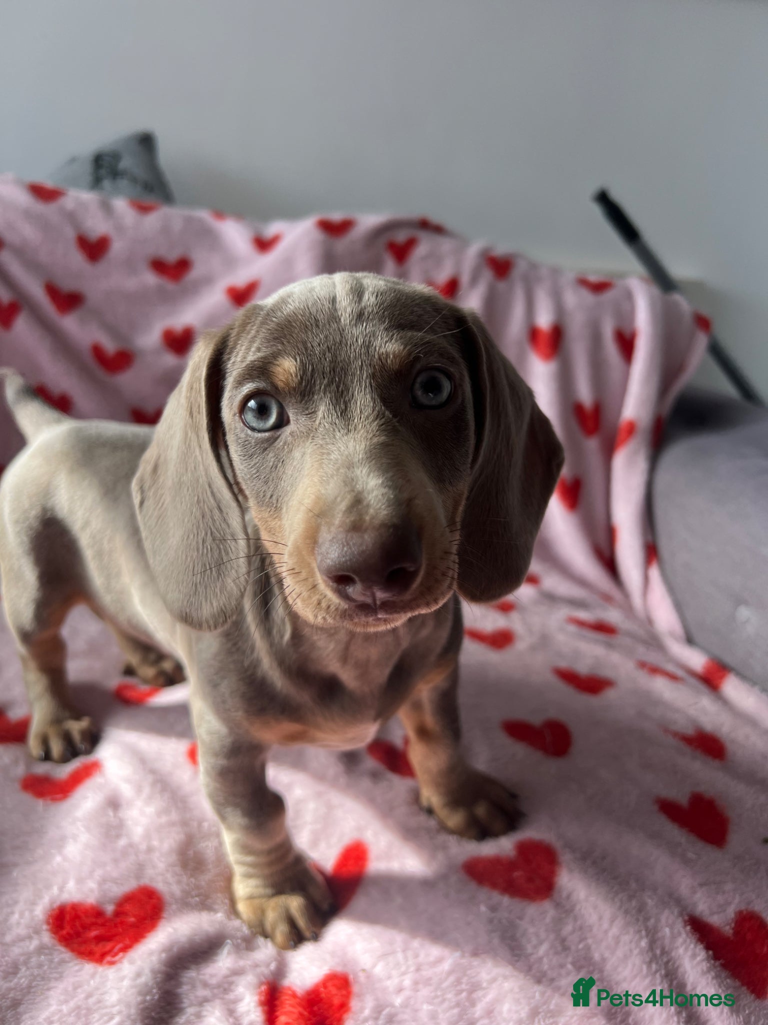 Dachshund dogs Isabella miniature - Home Raised – Ready Now  - Advert 1