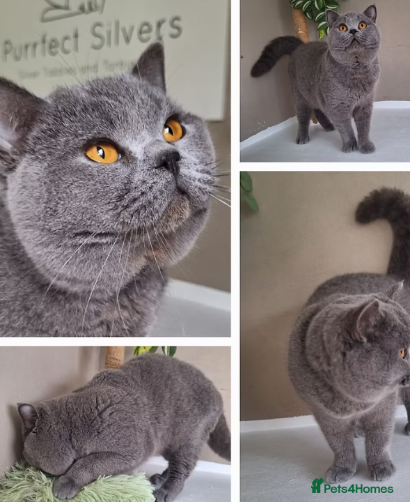 British Shorthair cats Proven ACTIVE registered British Blue - Alfonso - Advert 1