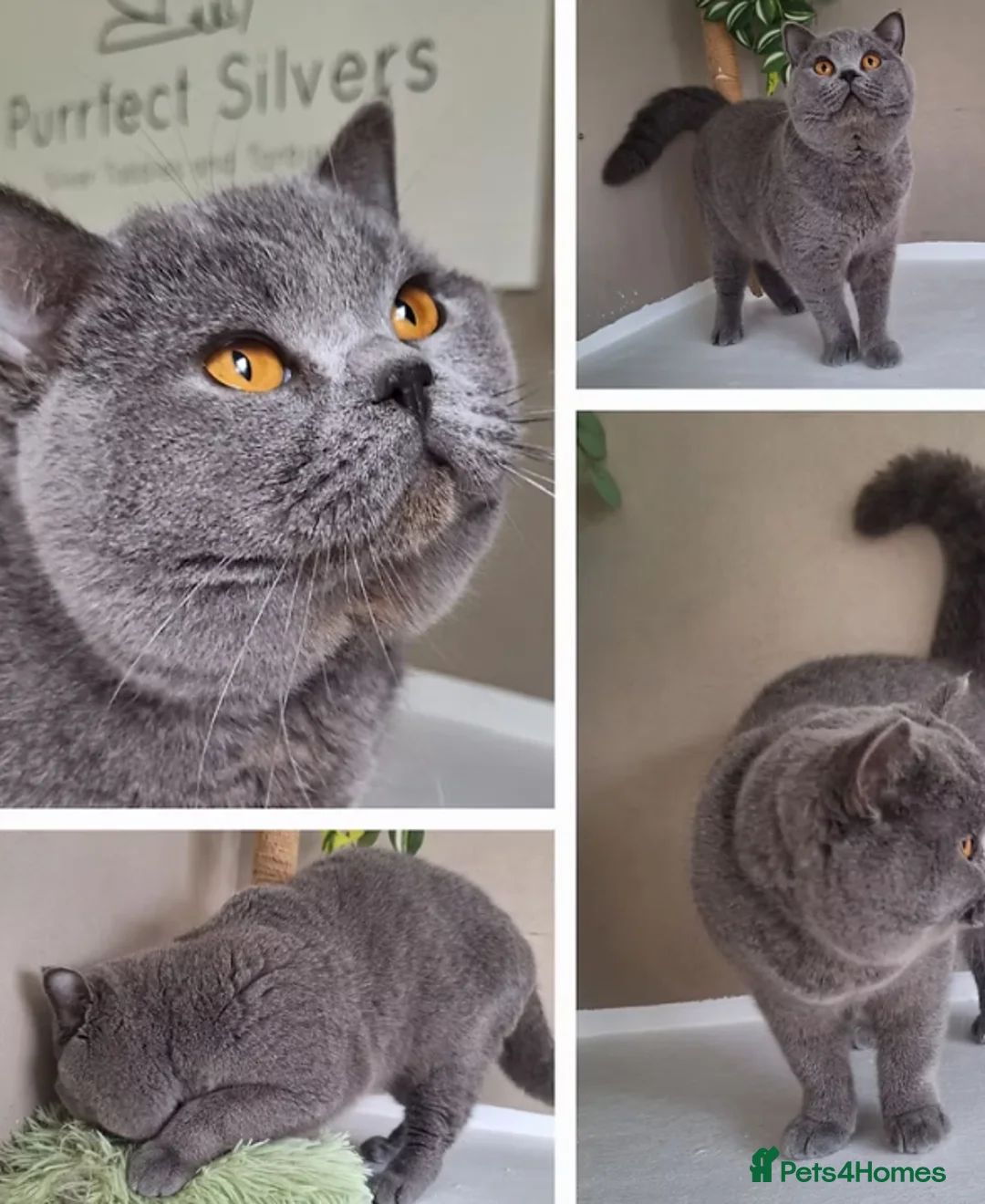 British Shorthair cats for sale: Proven ACTIVE registered British Blue - Alfonso - Advert 1