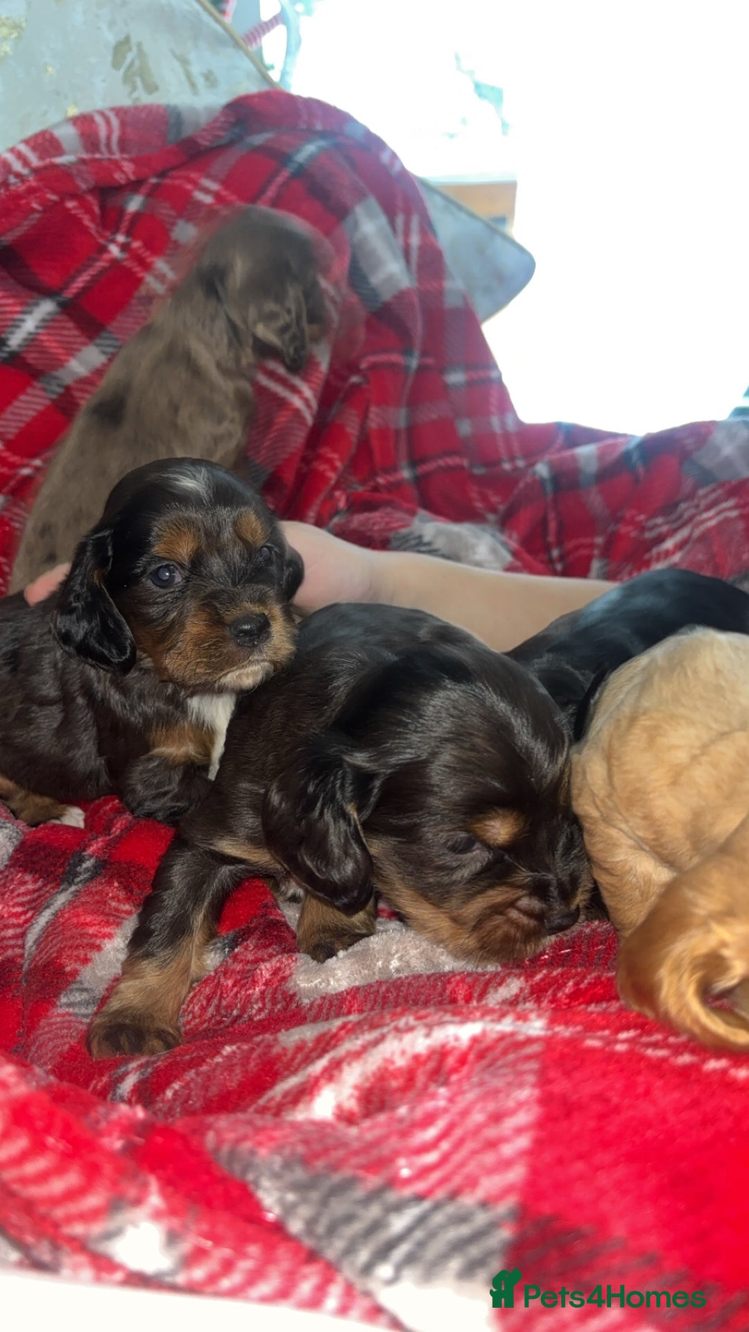 Cocker Spaniel dogs for sale: Gorgeous cocker spaniel puppies - Advert 4