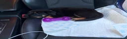 Rottweiler dogs for sale: Female pup  in Bolton - Advert 2