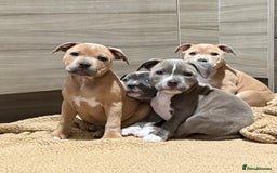 Staffordshire Bull Terrier dogs for sale: Last Two puppies left.  - Image 1