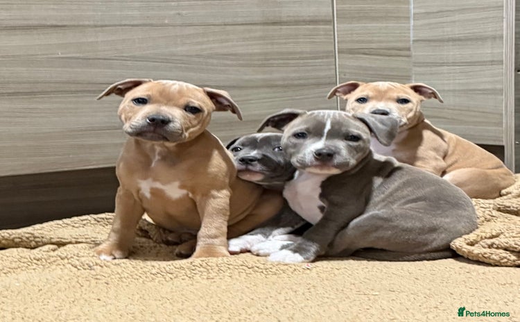 Staffordshire Bull Terrier dogs - Advert 1