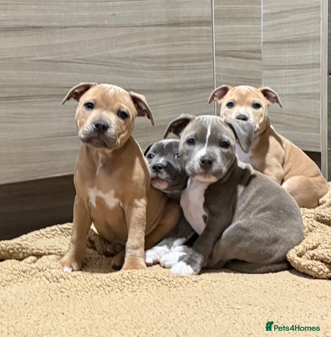 Staffordshire Bull Terrier dogs for sale: Last Two puppies left.  - Image 1