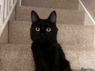 Mixed Breed cats Main coon x British short hair kittens - Advert 1