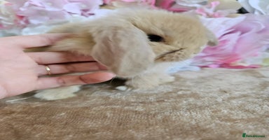 Mini Lop rabbits - Advert 10