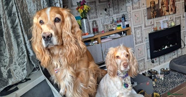 Cocker Spaniel dogs - Advert 7