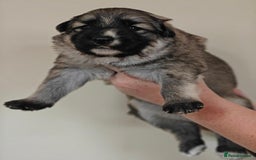 German Shepherd dogs for sale: Long coated litter of GVW GSD pups - Image 9