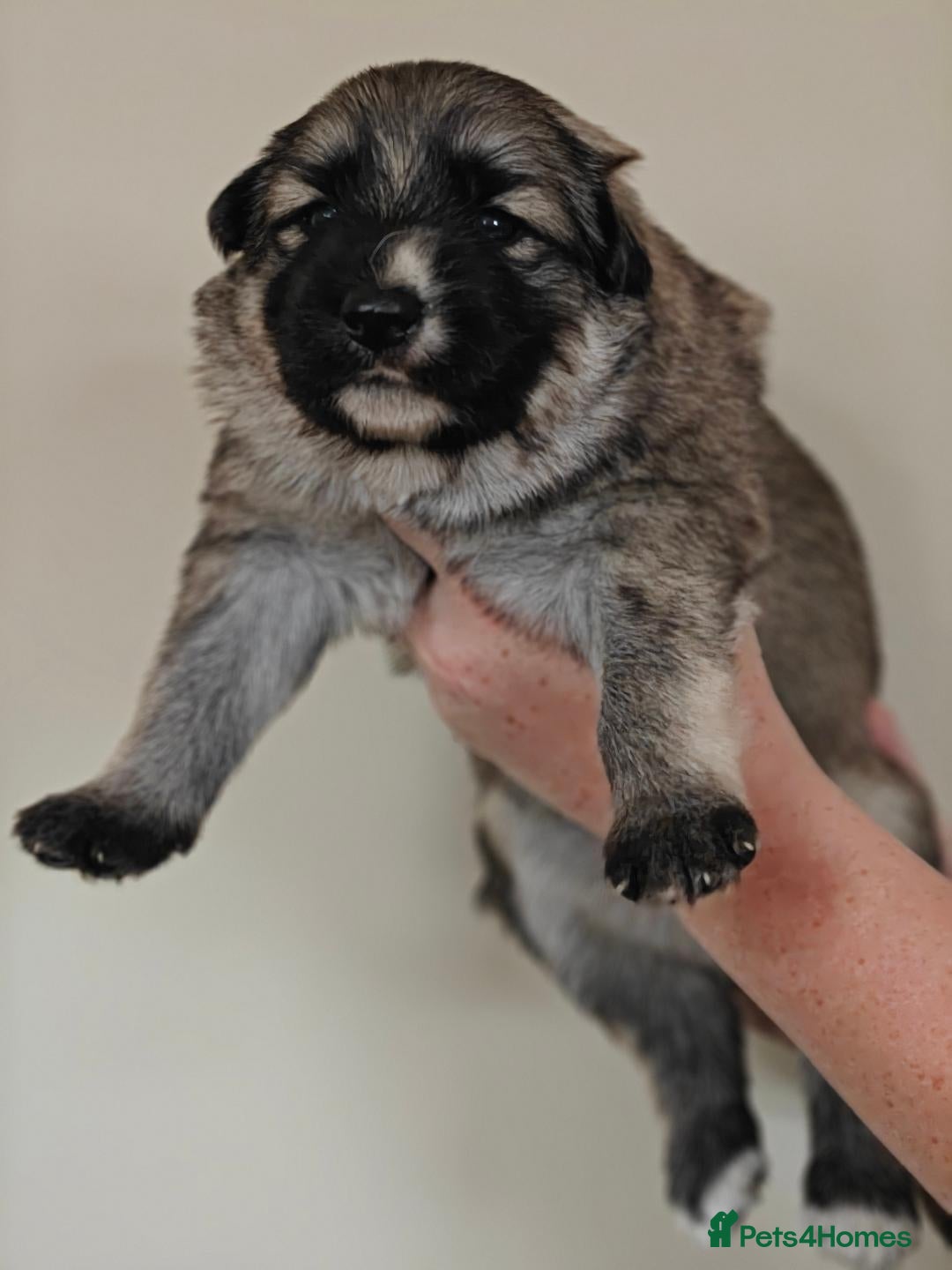 German Shepherd dogs for sale: Long coated litter of GVW GSD pups - Image 9