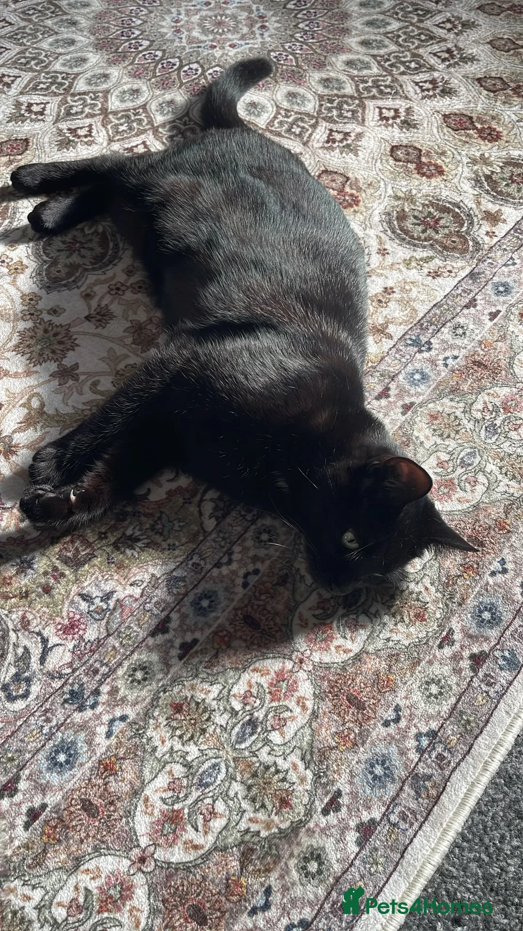 British Shorthair cats for sale: 1 year old cat (cleo) in Leeds - Advert 4