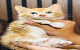 Mixed Breed cats for sale: 🎃 4 Pumpkin Gingers & 2 Phantom Kittens 👻 - Image 3