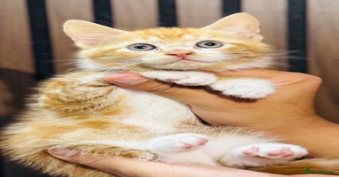 Mixed Breed cats - Advert 1
