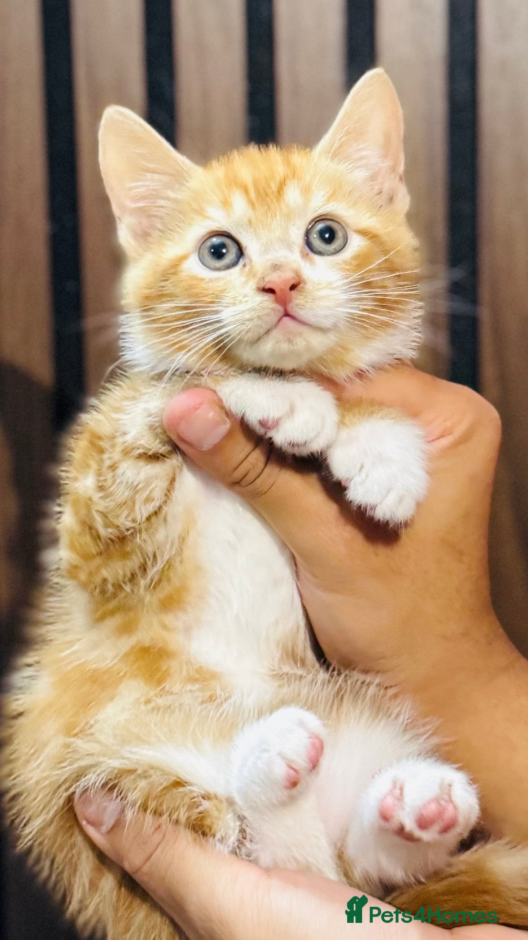 Mixed Breed cats for sale: 🎃 4 Pumpkin Gingers & 2 Phantom Kittens 👻 - Image 3