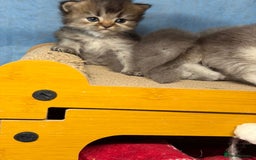 British Longhair cats for sale: British longhair kittens TICA blue golden - Image 13