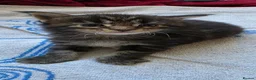 Maine Coon cats for sale: Two beautiful Maine Coon Kittens  in Ashford - Advert 24