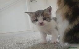 Russian Blue cats for sale: Beautiful male kitten  - Image 13
