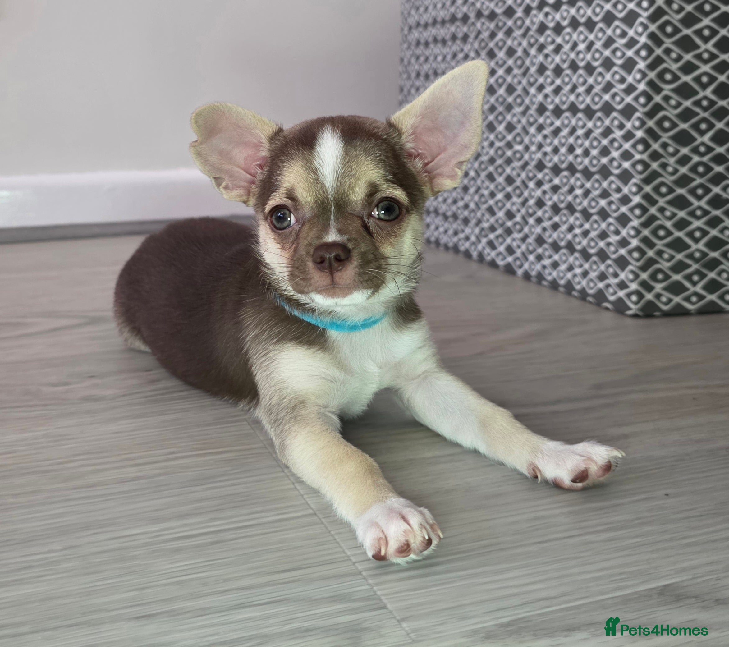 Chihuahua dogs Chihuahua Puppies 20TH  READY TO GO  - Advert 4