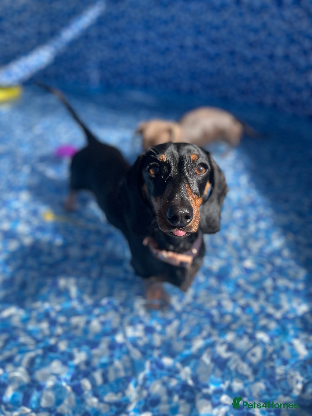 Miniature Dachshund dogs for sale: loving forever home needed for my 2 Mini Dachshund - Advert 3