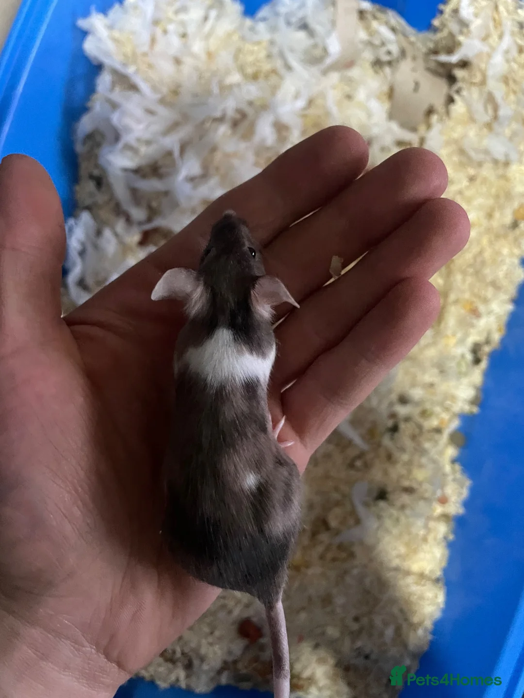 Mouse rodents for sale: 2 female mice  in Birmingham - Advert 2