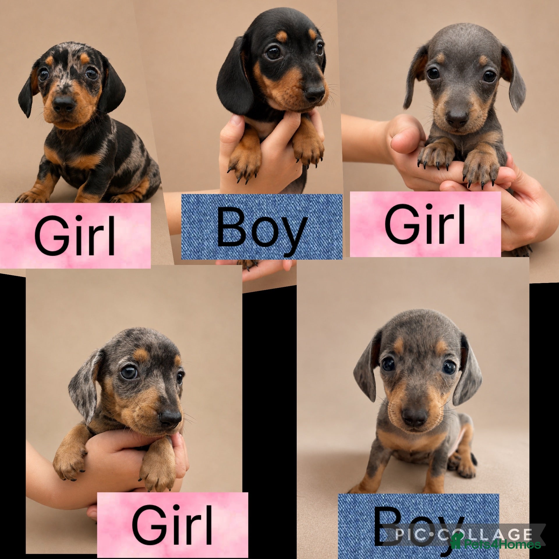 Miniature Dachshund dogs Stunning Miniature Dachshund Puppies - Advert 1