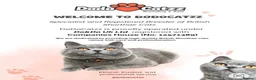British Shorthair cats for sale: GCCF reg British Shorthair kittens ready to go now - Advert 21