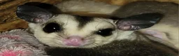 Sugar Glider rodents for sale: Lonely male sugar glider joey looking for a friend - Advert 6