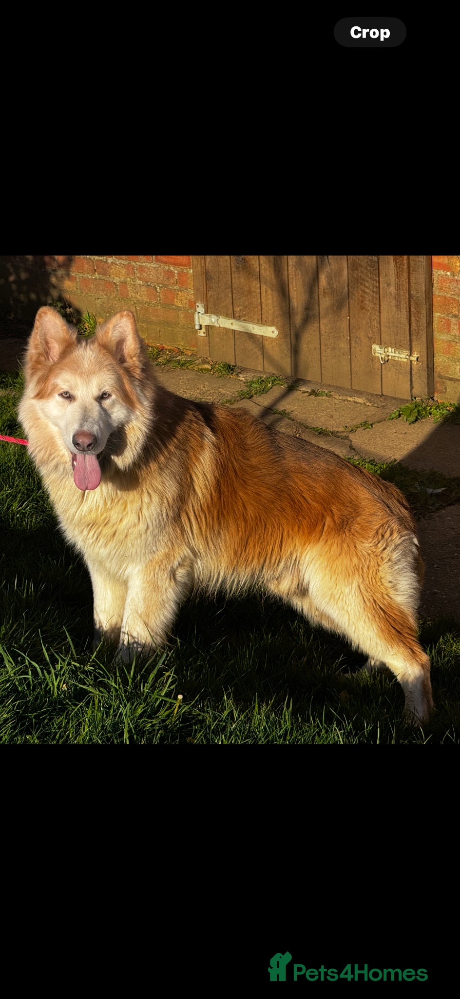 German Shepherd dogs ⭐️ KC reg proven GSD ⭐️ - Advert 5