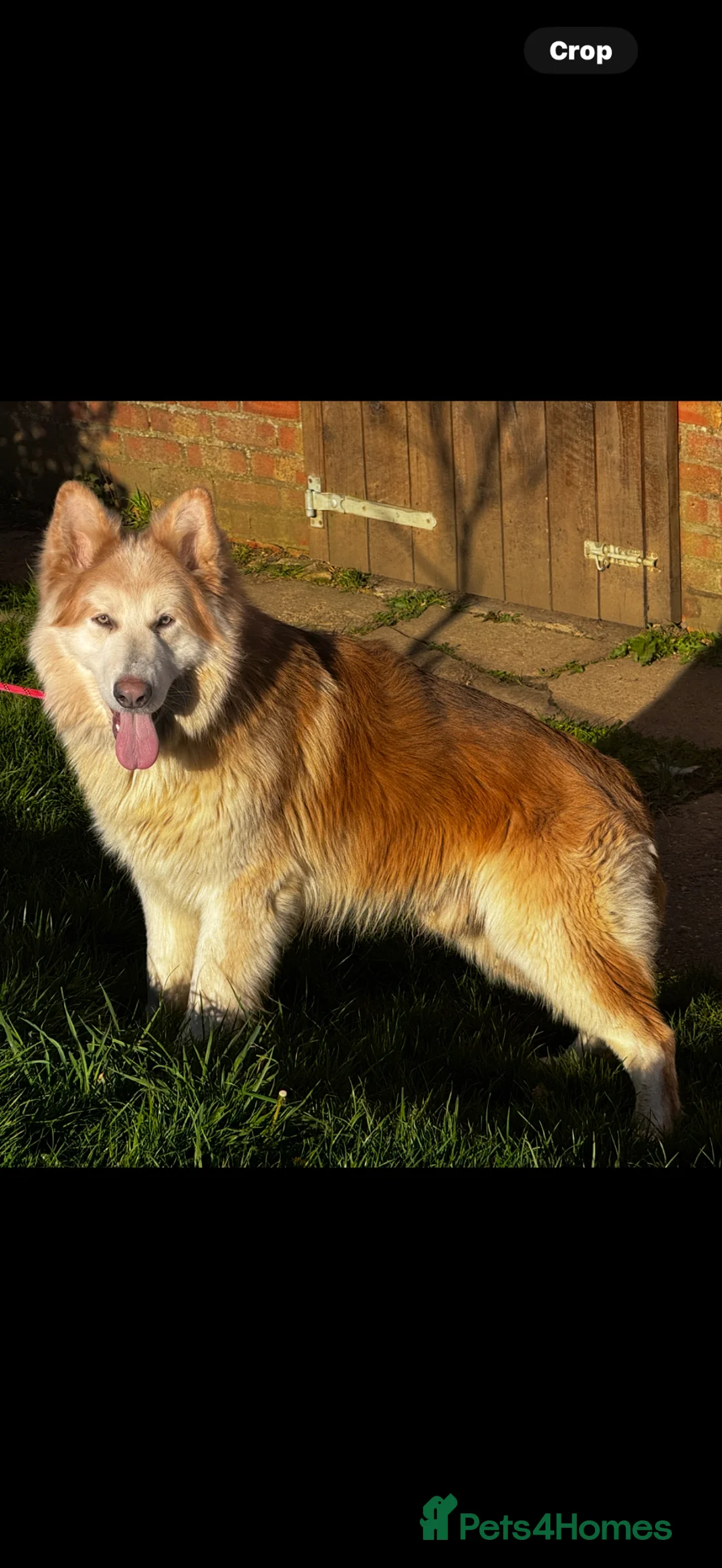 German Shepherd dogs for stud: ⭐️ KC reg proven GSD ⭐️ - Advert 2