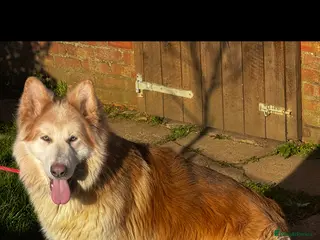 German Shepherd dogs ⭐️ KC reg proven GSD ⭐️ - Advert 5