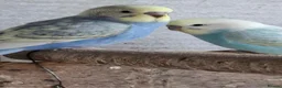 Budgerigars birds for sale: Budgies for sale Birmingham  - Advert 33
