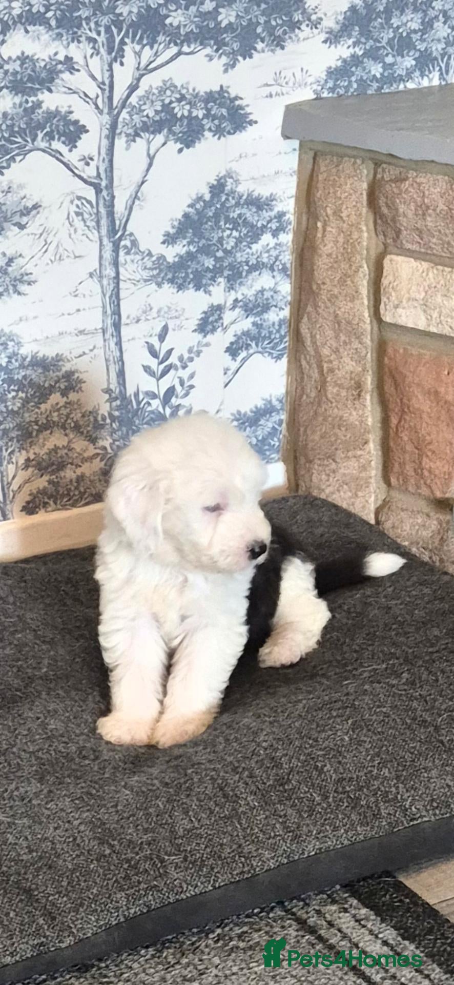 Old English Sheepdog dogs Old english sheepdog  - Advert 3