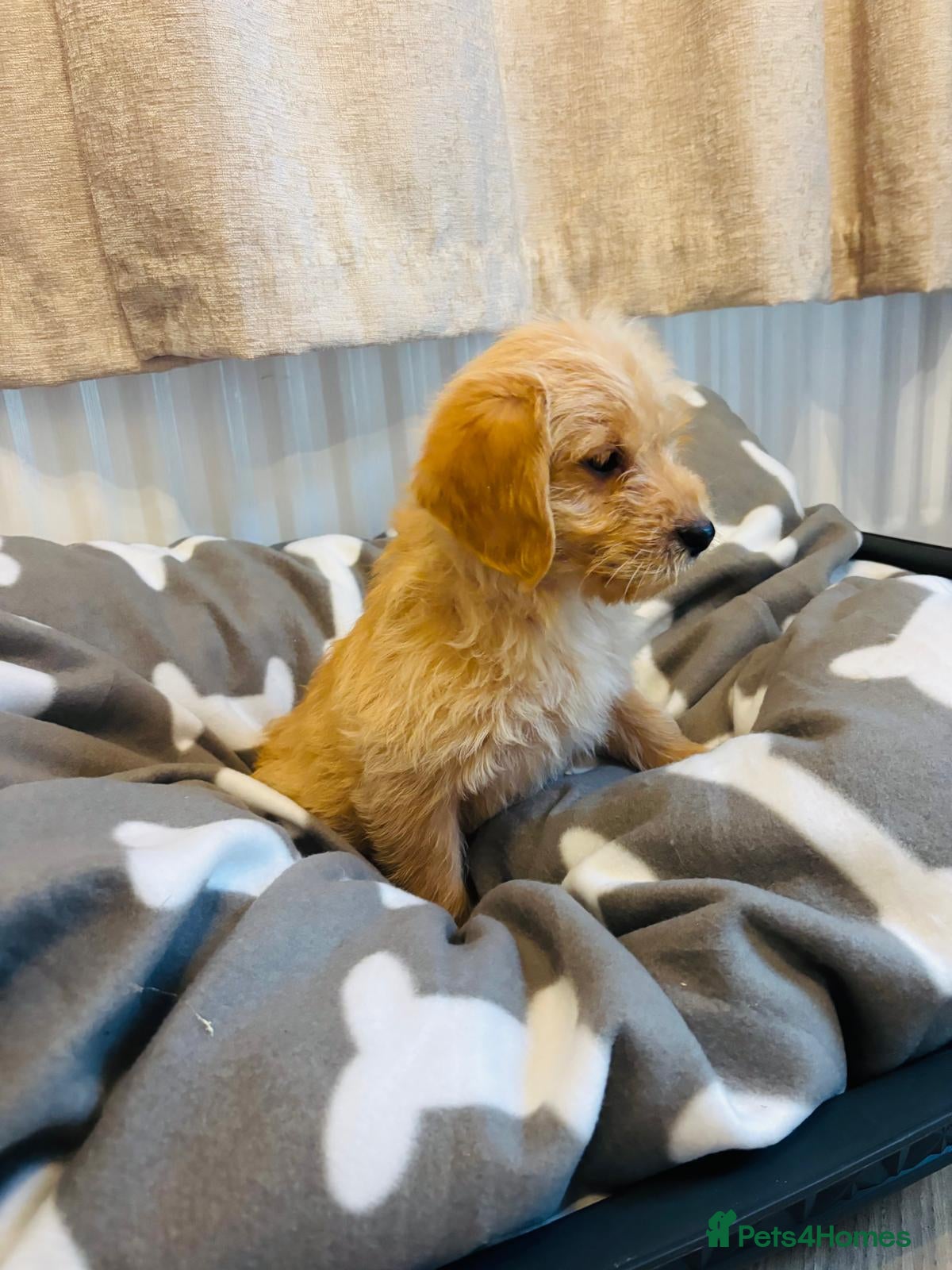 Labradoodle dogs Real life teddy bears  - Advert 6