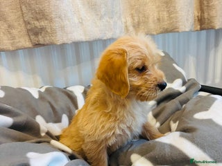 Labradoodle dogs Real life teddy bears - Advert 6